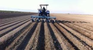 Beyaz altın toprakla buluştu