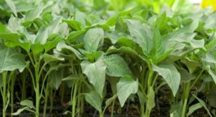 Fidecilerde mesai başladı