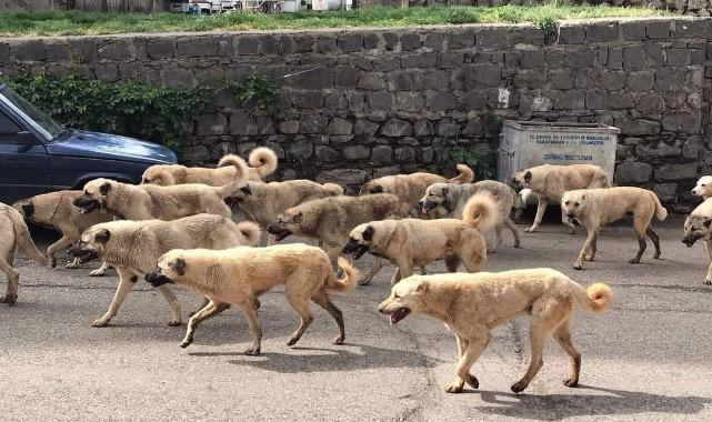 Köpekler sürü halinde geziyor! - Şanlıurfa - Urfa24haber.com