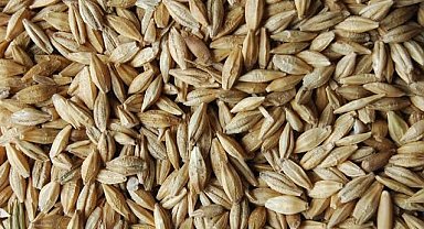 Yeni mahsul arpanın hasadına başlandı!