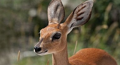 Ceylanlar yakın takibe alındı!