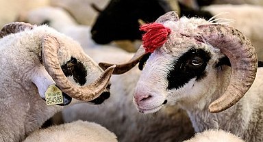 Eyyübiye'de kurban satış ve kesim yerleri açıklandı