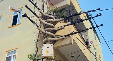 Tehlikeyle iç içe yaşıyorlar