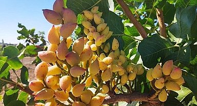 Fıstık fiyatları güncellendi!