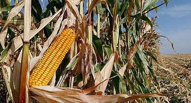 Mısır alım fiyatları açıklandı!