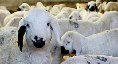 Türkiye'de kaç büyükbaş ve küçükbaş hayvan var?