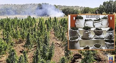 Uyuşturucu tarlalarına baskın!