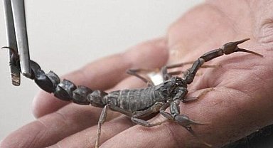 Kanser hücresini yok etti