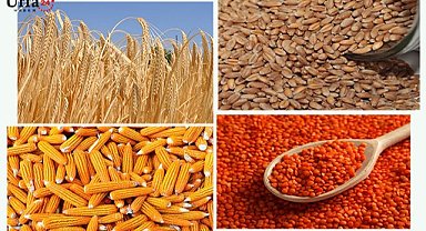 Pamuk ve hububat fiyatları güncellendi