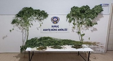 Suruç'ta uyuşturucu operasyonu!