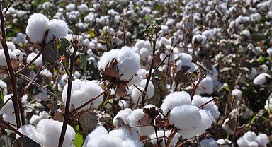 Pamuk 37 liradan satıldı
