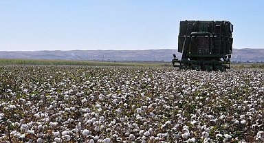 Pamuk alım fiyatları güncellendi