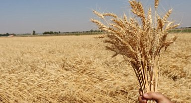 Halk ekmek fabrikasında ekmeğe dönüşecek!