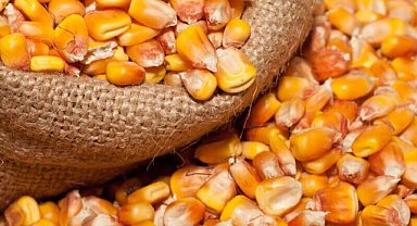 Mısır fiyatlarında düşüş yaşanıyor!