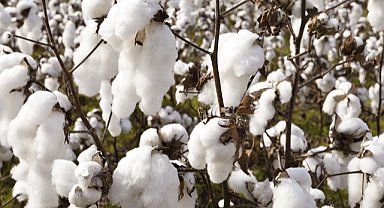 Şanlıurfa'da pamuk 41,5 liradan satıldı
