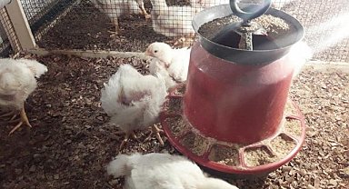 Şanlıurfa sıcaklarında verimi artıracak proje!