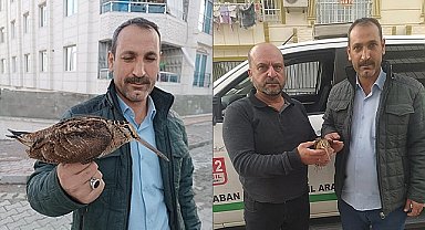 Yaralı çulluk kuşu tedavi altına alındı