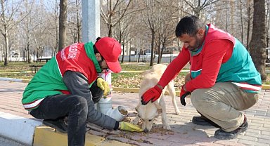 Karaköprü’de sokak hayvanları unutulmadı
