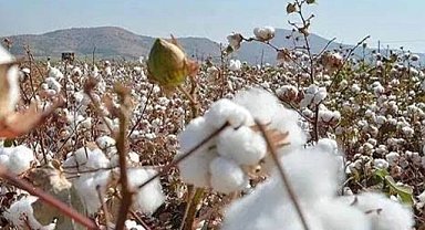 Şanlıurfa’da pamuk 40 lira 50 kuruştan satıldı