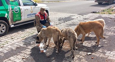 Jandarma sokak hayvanlarına sahip çıktı
