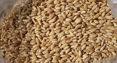 6.5 milyon ton buğday ithal edildi