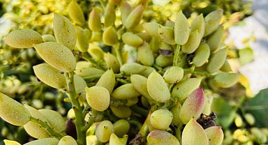 Fıstık fiyatları güncellendi!