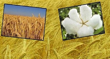 Hububat ve pamuk fiyat listesi açıklandı!