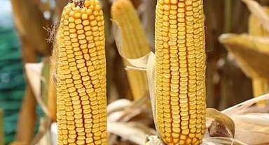 Mısır alım fiyatı açıklandı!