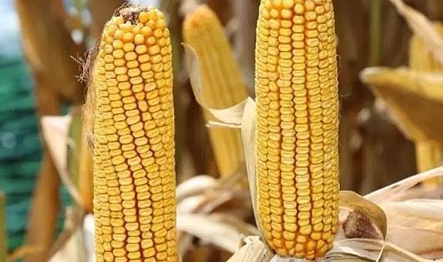 Mısır alım fiyatı açıklandı!