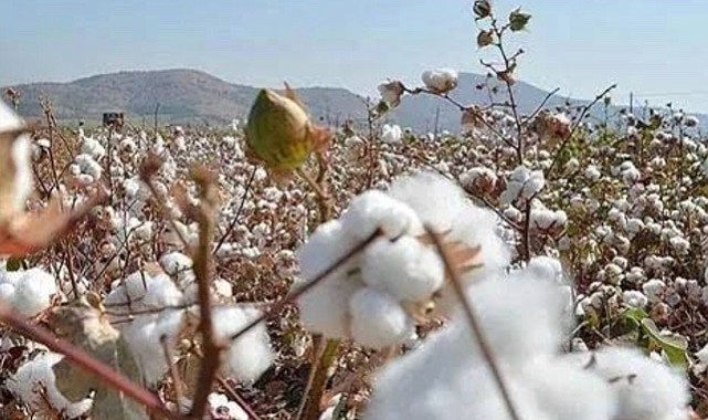Pamuk ve hububat fiyatı güncellendi!