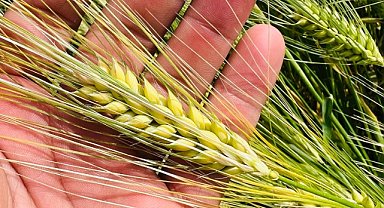 Tarımsal girdi maliyetleri artı!