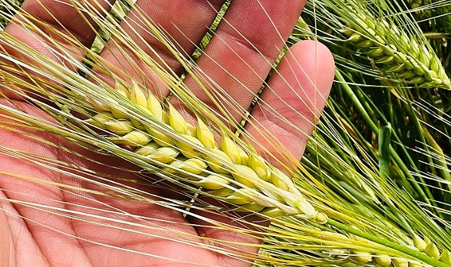 Çiftçilere 1 milyar liranın üzerinde ödeme yapılacak