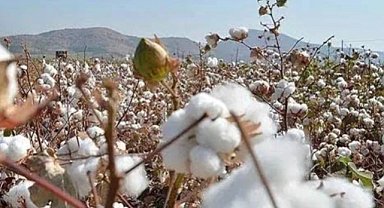 Şanlıurfa çiftçisi yine es geçildi!