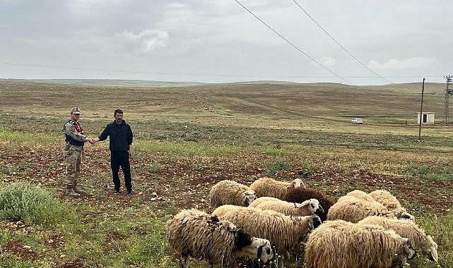 Kayıp hayvanları Jandarma ekipleri buldu