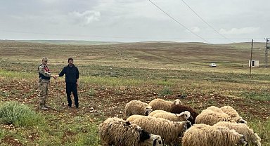 Kayıp hayvanları Jandarma ekipleri buldu