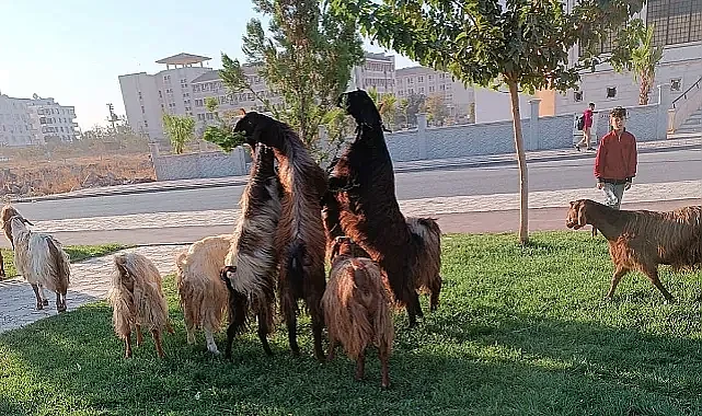 Mera değil park! keçileri parka saldılar