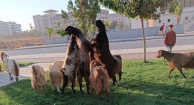 Mera değil park! keçileri parka saldılar