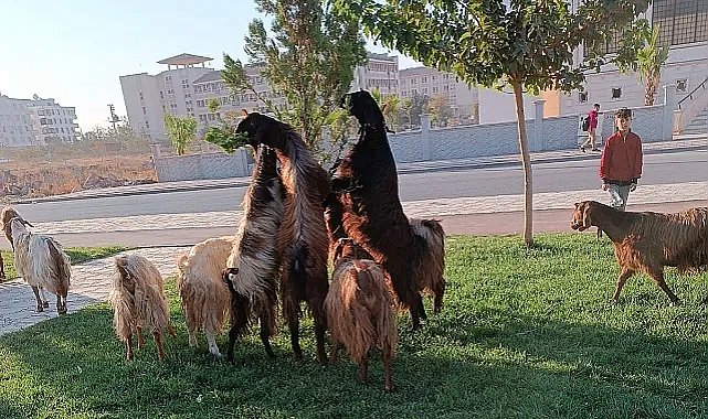 Mera değil park! keçileri parka saldılar