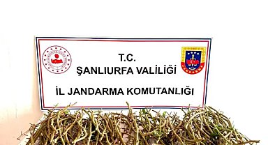 Ceylanpınar’da fıstık aşı kalemi hırsızlarına suçüstü