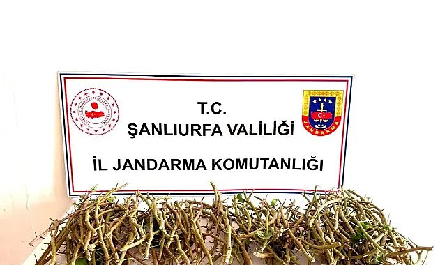 Ceylanpınar’da fıstık aşı kalemi hırsızlarına suçüstü